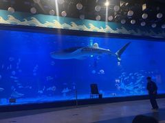 -烟台海昌鲸鲨海洋公园