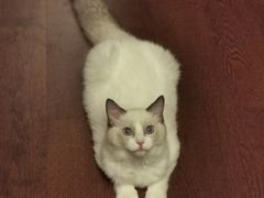 -袖虎·猫馆(体育西路店)