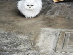 -喵屿·大理花园猫咖