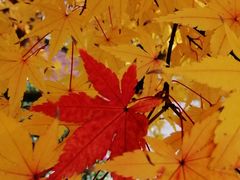 -苏州河梦清园环保主题公园