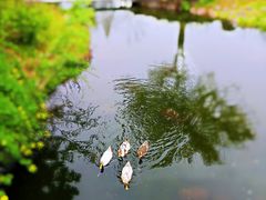 -无锡梅园公园