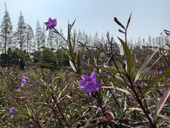 -上海长兴岛郊野公园