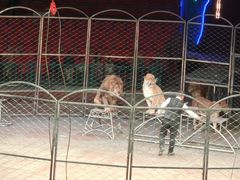 -俄罗斯国家大马戏团