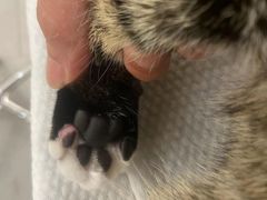 -comecome来吧宠物(奥克斯中心店)