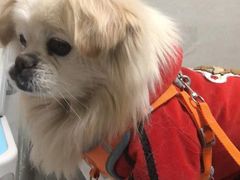 -关爱动物医院·心脏·中兽医·异宠(金牛路分院)