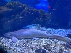 -海合安武汉极地海洋公园