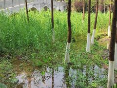 -重庆彩云湖湿地公园