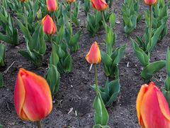 -长春公园(普阳街道)