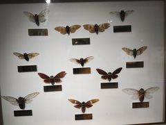 -上海昆虫博物馆