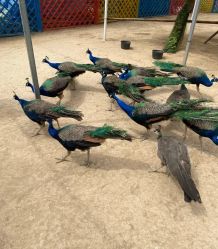 -萌宠亲子动物乐园(槐房万达店)