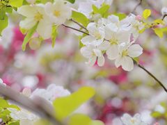 -海棠花溪(元大都城垣遗址公园)