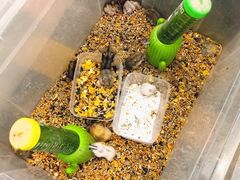 -溪岸路花鸟市场