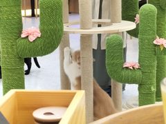 -喵园·猫主题咖啡厅·撸猫·猫咖(国贸店)