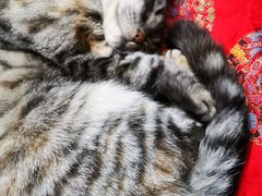 -老北京褡裢火烧·任记