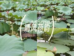-合肥滨湖国家森林公园