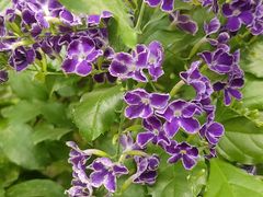 -呀路古热带植物园