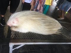-清迈夜间动物园