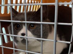 -嘉馨宠物医院·CT影像转诊·心脏科·犬猫全科诊疗中心(下沙大学城院区)