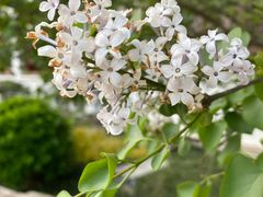 -月栖华明-云间草堂清茶馆(泗泾古镇店)