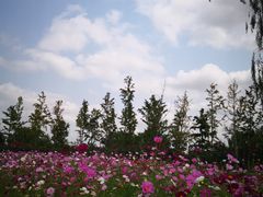 -荷兰花海