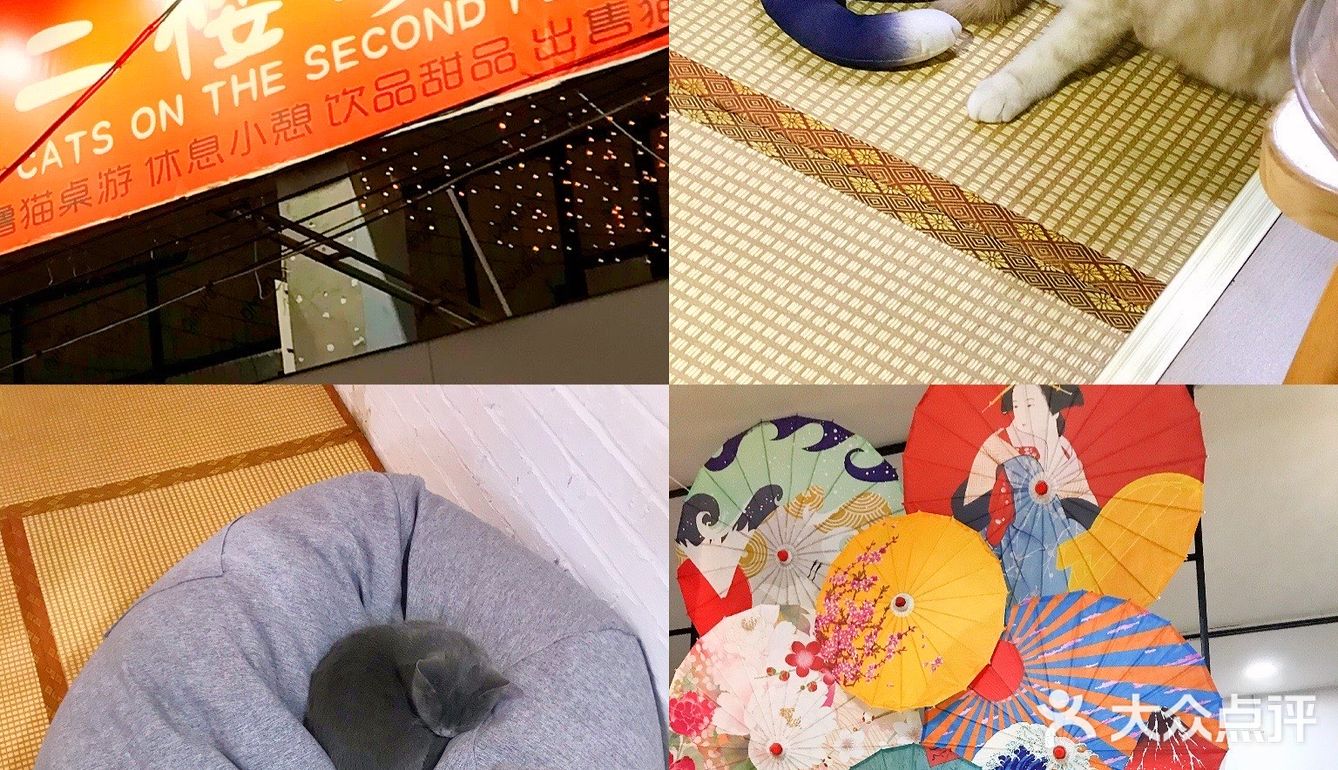 安阳探店｜安阳首家猫咖☕️二楼的猫🐱