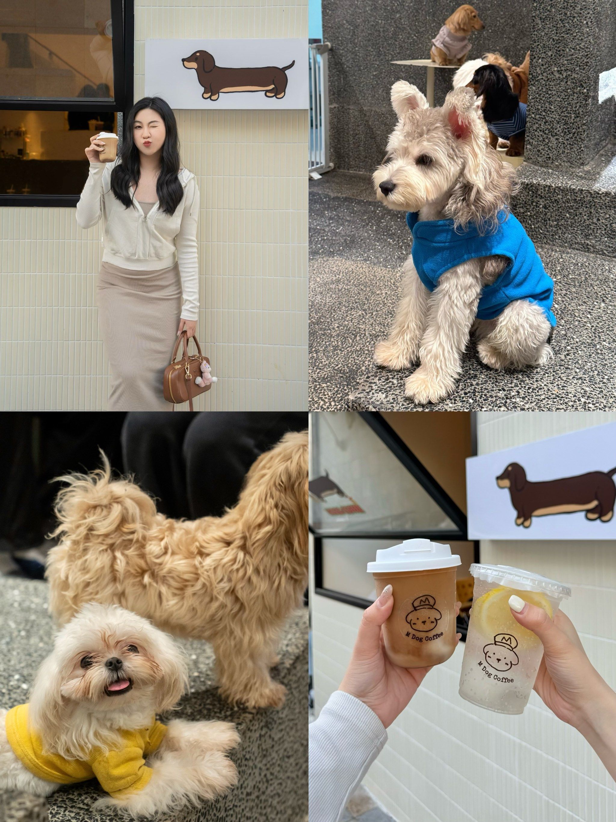 沉迷腊肠犬的每一天?\\n这家的腊肠犬也太乖了