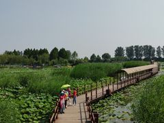 -白洋淀景区