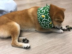 -柴迷FANS CLUB·柴犬狗咖·猫咖