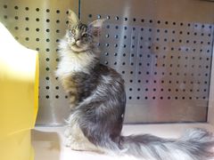 -瞄一喵猫咖(格力海岸店)