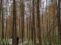 -桤木河湿地公园