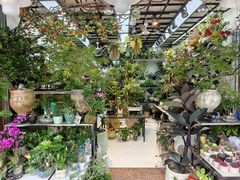 -溪岸路花鸟市场