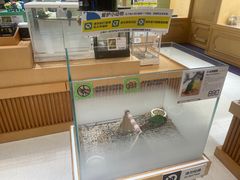 -帕帕拉兹宠物(亚洲旗舰店)