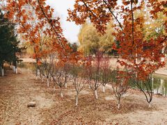 -大兴滨河森林公园