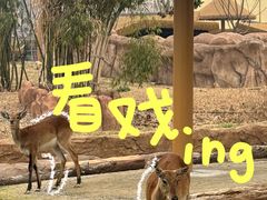 -武汉动物园