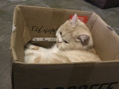 -猫猫幼稚园·撸猫·桌游·电玩