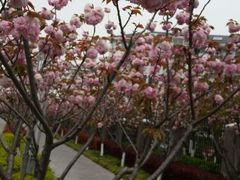 android_upload_pic-高东镇樱花园