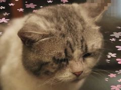 -猫色咖啡·猫咖