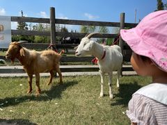 -前小桔亲子创意农场·草莓采摘·露营烧烤