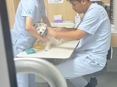 -谐和益家动物医院·免疫绝育·血液透析·宠保定点医院(高新伊藤分院)