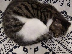 -平行世界·猫咖(首经贸店)