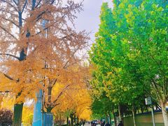 -三里屯东五街银杏大道
