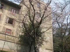 -武汉大学-樱园