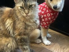-猫色咖啡·猫咖