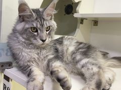 -十年猫舍·猫咪专门店(普陀店)