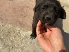 -达爱动物医院·犬猫分区·CT·复杂眼科(远洋山水分院)