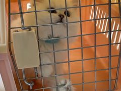 -小猫来了·猫舍(红山六九七九店)