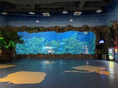 -芜湖新华联大白鲸海洋公园