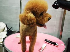 -宠福鑫康馨动物医院·骨科·眼科