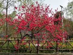 -南汇桃花村