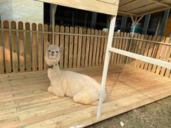 -廊坊固安福朋喜来登酒店